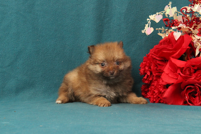 puppy, for, sale, Pomeranian, Matthew B. Stoltzfus, dog, breeder, Gap, PA, dog-breeder, puppy-for-sale, forsale, nearby, find, puppyfind, locator, puppylocator, aca